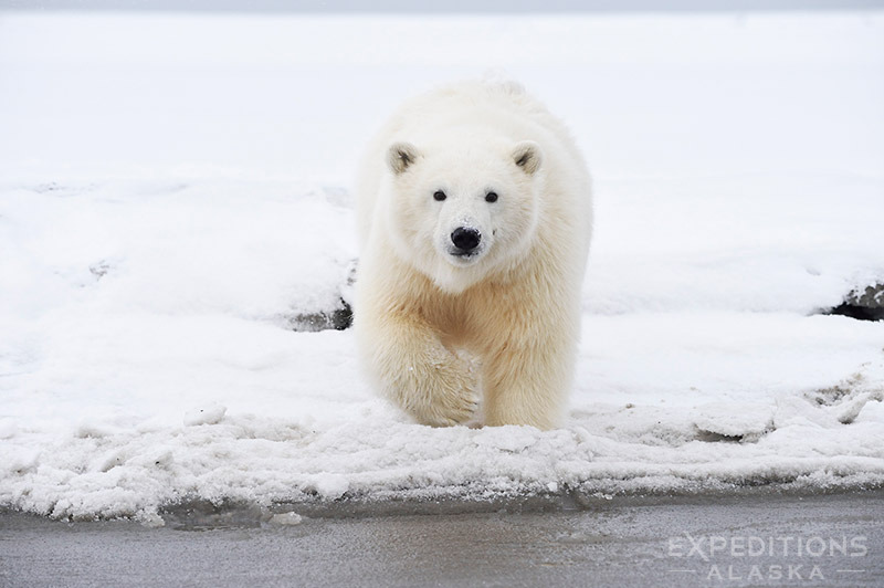 ANWR
, Barter Island, Northwest, Alaska, United States, Africa, North America