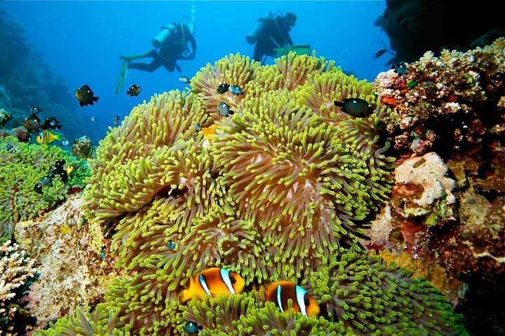 red sea diving,  hurghada diving,  dive,  diving, Egypt, Hurghada, Africa, Middle East