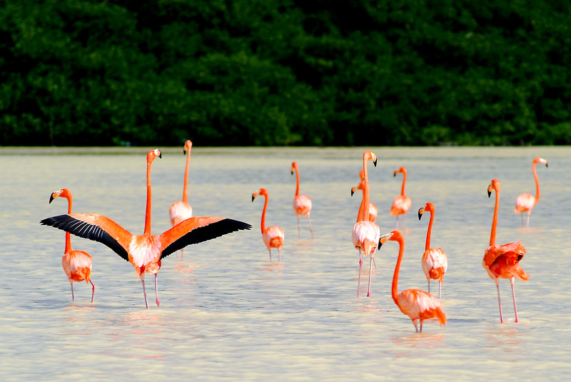 Mayan world
, Nature
, Natural reserve
, Culture
, Adventure
, Cenotes, Mexico, North America