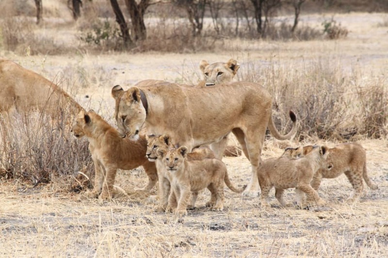 Tarangire National Park
, Ngorongoro Crater
, Lake Manyara National Park, Tanzania, Arusha, Africa, Kilimanjaro