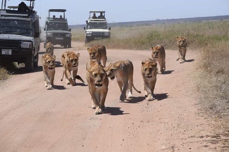 ngorongoro crater, Tanzania, Africa, Serengeti