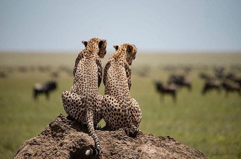 Tanzania, Africa, Serengeti