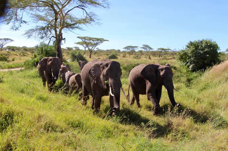 Tarangire National park
, 
, Ngorongoro conservation , Tanzania, Africa, Serengeti