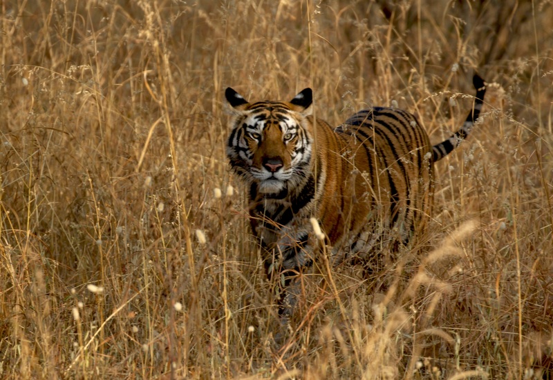 India, Southeast Asia