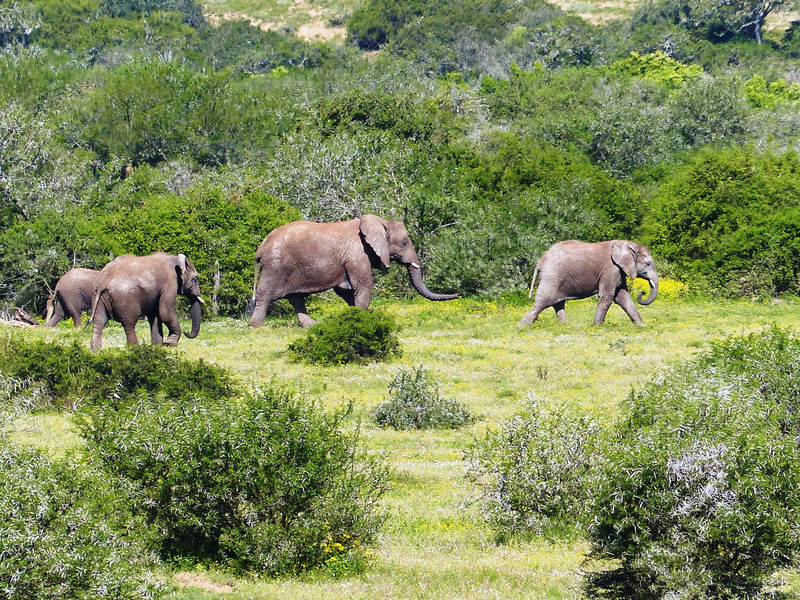 Shamwari Game Reserve
, Founders Lodge
, BIG 5 safari
, Safari
, Luxury safari
, Honeymoon
, Anniversary
, Garden Route
, Cape Town, South Africa, Africa