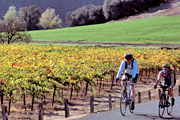 Wine Country Biking Tour